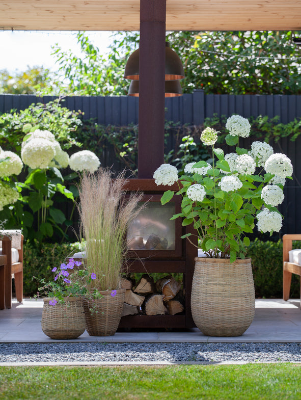 Bamboo 3 pot collection with a Hydrangea, Geranium Rozanne and Grass.